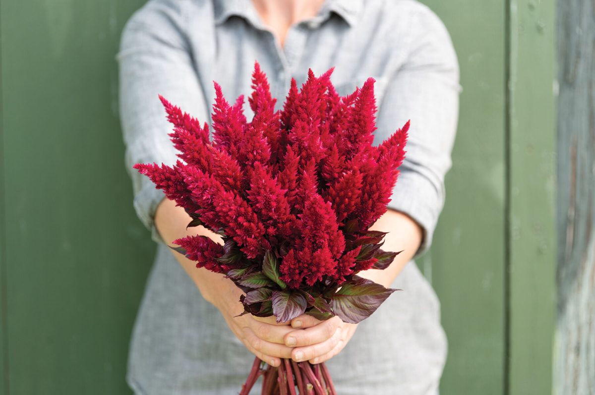 Sunday Wine Red – Celosia Seed